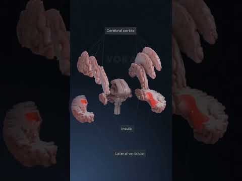 anatomy of brain #3d animations #medicosphere #brain #anatomy #physiology #medical #viral #shorts