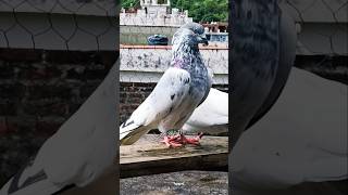 Batera Breeder | Naya Mehmaan |   Sialkoti Pigeon #theskycutter  #sialkotipigeonlover #pigeon