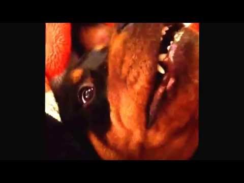 Rottweiler gives the eye