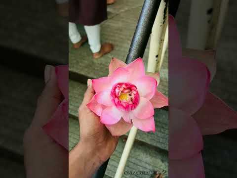Kamal fula #shorts #shorts #subscribe #short #blog #shortvideo #trending #viral #mumbai #vlog #bread