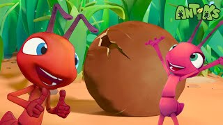Nut Crackers | Antiks 🐜 | Funny Cartoons for Kids