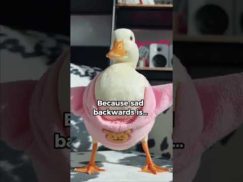 Don't be sad  #duck #ducksofinstagram #ducks #animalshorts #animallover