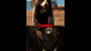 Short Faced Bear vs Gigantopithecus #shorts