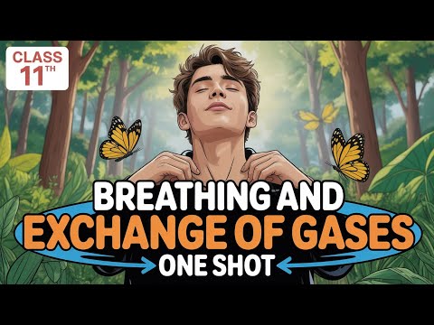 BREATHING AND EXCHANGE OF GASES ONESHOT 🔥 REVISION | BIOLOGY REVISION NEET 2025/2026