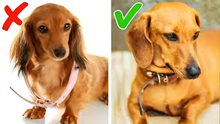 Unintended Consequences 12 Harmful Habits That Impact Your Dog