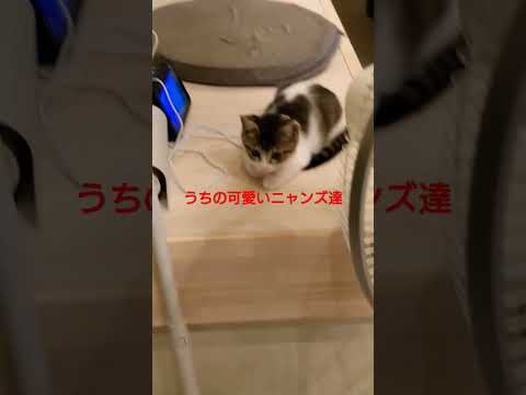 白黒の猫は生まれつき尻尾が短いです🥰まだまだ夏が続きそうですね～