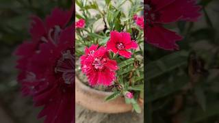 🌸 #flowers #florals #flowergarden #beautifulflowers #igaddict #igflowers #ig #nature #natureza