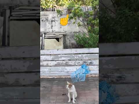 Beautiful Cat Stalk by Another Cat