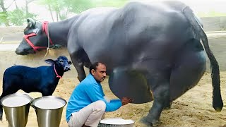 दुनिया की पांच सबसे ज़्यादा दूध वाली भैंसें | The World's Five Highest Milk-Producing Buffalo Breeds