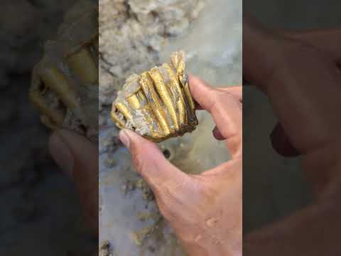 dig up gold nuggets in the river from the former mine #goldhunter