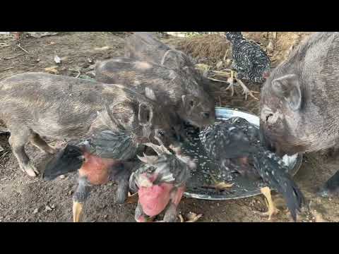 Put pet food at home part 2