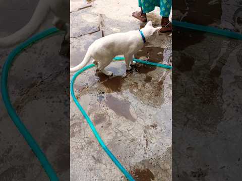 Sunday Showbell Fun video #funnyvideo #cat #catlover