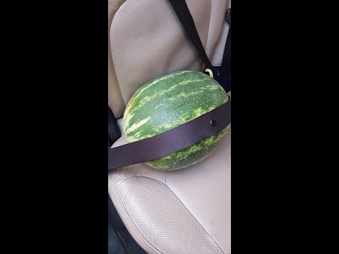 melon