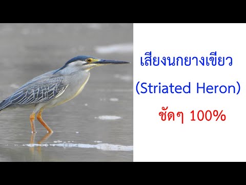 เสียงนกยางเขียว Little Heron Striated Heron  Butorides striata ชัด 100% 2021