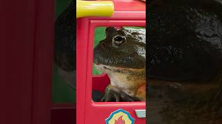 Nana Ribbit is driving the fire truck?! 🚒