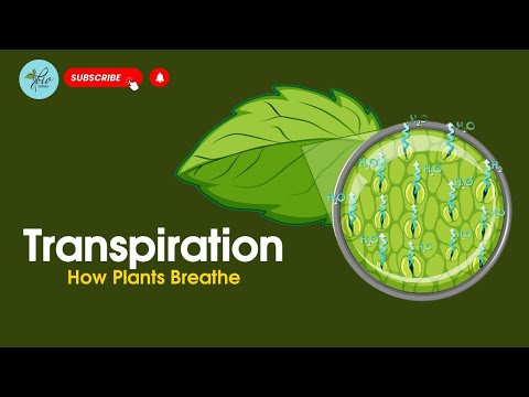 Transpiration| Transpiration in Plants| What is transpiration| Biology