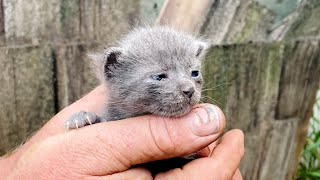 LIVE: Surprise intake with new mama and kittens!