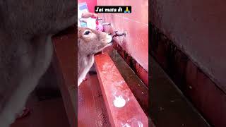 #jaimatadigoldpalace