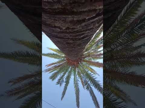 昆士兰黄金海岸街景欣赏