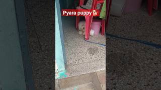 #shorts #doglover #dog #shortvideo #puppyvideos #geetakumari #viral