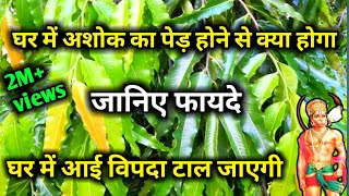 घर में अशोक का पेड़ होने से क्या होगा?| जानिए फायदे, घर में आई विपदा टाल जाएगी | हनुमान मोटिवेशन