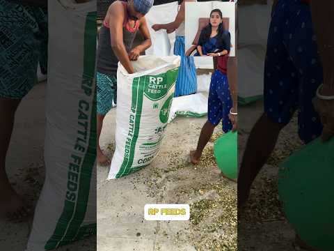 Makka Cholam silage corn silage 9789409196 RP Feeds Palani
