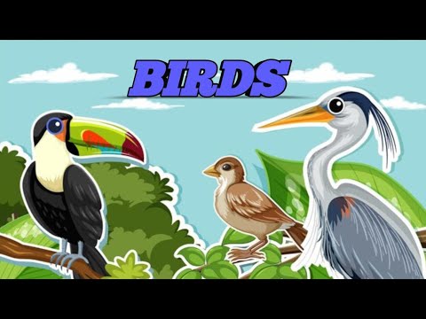Name of birds | Bird Vocabulary |20 names of birds | Bird names with spellings