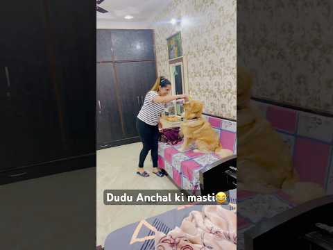 Cute Dudu and Anchal😍 #comedy #funny #shorts #funnyshorts #viralvideo #doglover #dudu #love #fyp