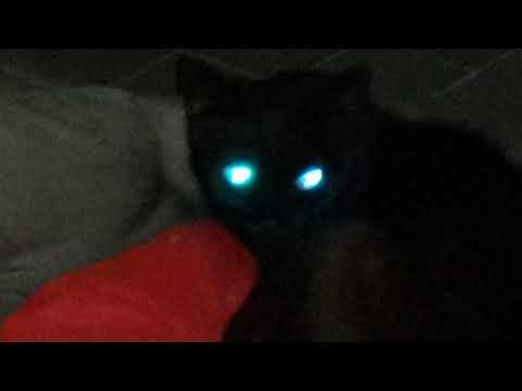 🐈 shining