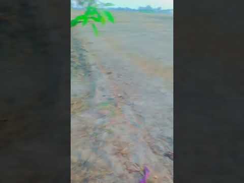 #bhojpurisong #trending #shortvideo #shortsvideo @NS_NIKKU #bhojpuri_status