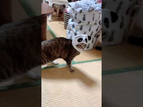 ミニラム対決 #cat #猫のいる暮らし #猫のいる生活 #ねこ部 #ねこ #保護猫 #猫好きさんと繋がりたい