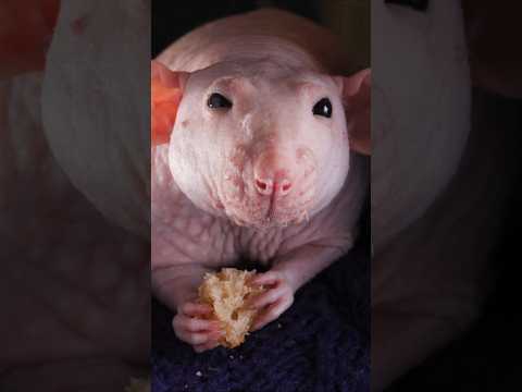 This is how I got rid of rats and mice in 1 minute