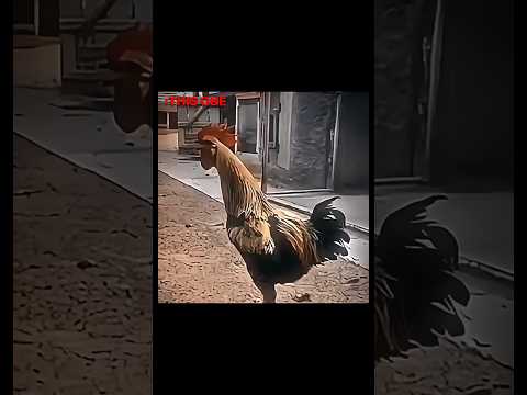 This Mf💀#chiken #birds #trollface #shorts