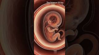 "Fetal Development in a Surrogate Mother: A Journey" #shorts #baby