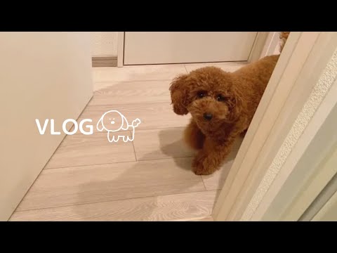 どこにでもついてくるトイプードルを待ちかまえてみたら…🐶【トイプードルとの暮らし】