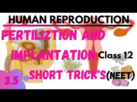 Stages of fertilization | HUMAN REPRODUCTION | NEETTRICK | NEET SHORT TRICK | NCERT BIOLOGY CLASS 12