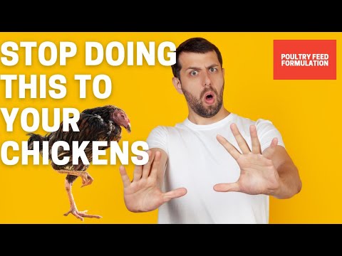 11 WAYS TO ACCIDENTALLY KILL YOUR CHICKENS