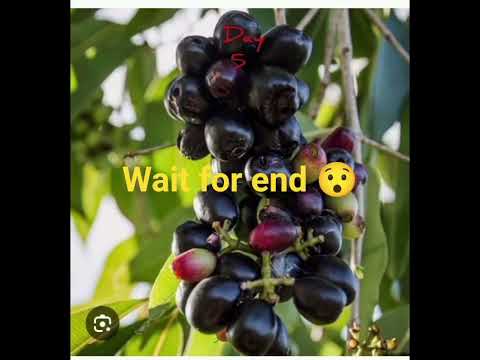 #wait for end#jamunkaped#30daychallenge ,#day5#shorts
