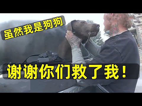 員警解救被困狗狗！ 狗狗事後表示感謝！
