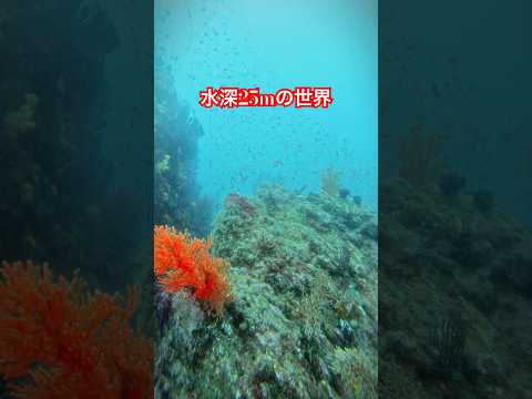【水深25m】#ダイビング #土肥 #土肥ダイビング #海 #海の中 #海洋 #海の生き物 #ダイビングライセンス #アリエル#海猿 #潜水士 #夏 #夏休み #shorts