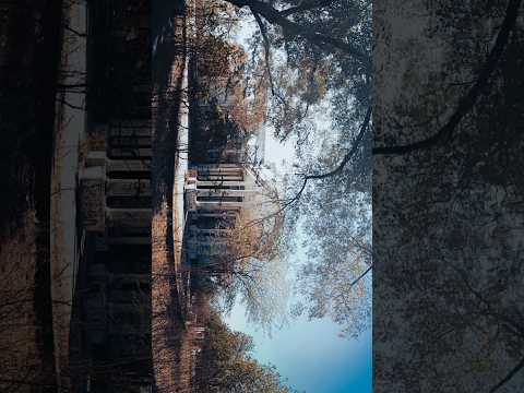 Lightroom Mobile Dark Cinematic tone Photo Editing Tutorial - RP Creation #shorts #lightroom