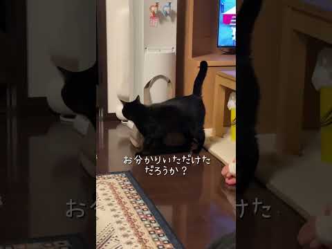 お分かりいただけただろうか #猫 #ネコズ #cat