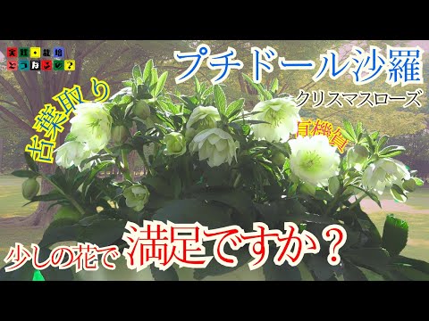 少しの花で満足ですか？【クリスマスローズ】そんな花数で満足しては駄目！！沢山咲かせる為にはこれからが大事！、1年間の花記録を観ながらお話します【ガーデニング】植え方・育て方・有機質肥料・園芸