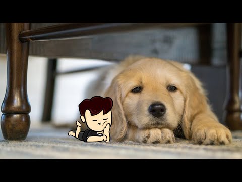 My dog stepped on a bee meme BUT ANIMATED|Animated shorts|#akinom #shorts #animatedshorts #animation