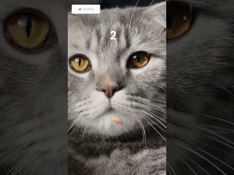 Cat facts 001