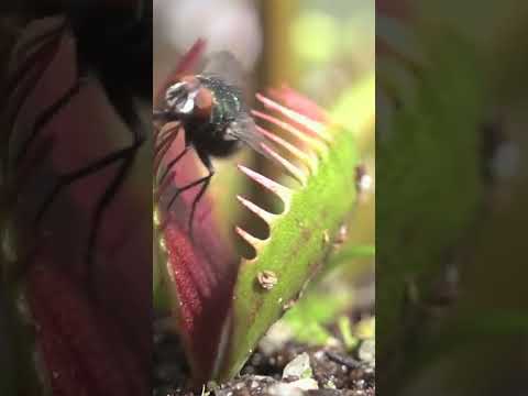 Carnivorous Plants