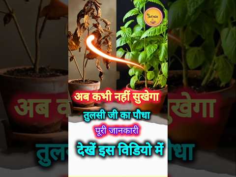 सूखी तुलसी को हरा-भरा और घना बनानें का सफल तरीका☘️Tulsi Plant Care Tips|Holy Basil☘️#ytshorts #short