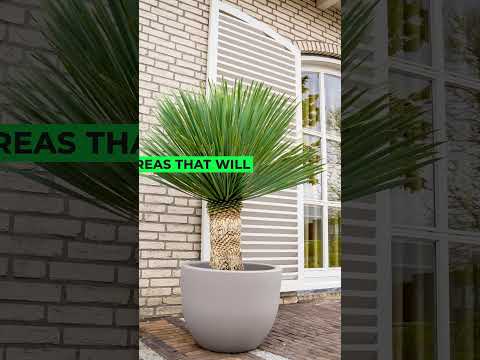 Yucca Plants #houseplants #indoorplants #shorts #viral #yucca #plants