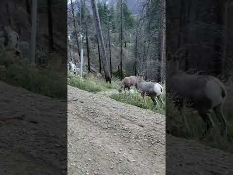 California Big Horn Mountain Sheep Grazing Along the Side of the Road in the Fraser Canyon, BC