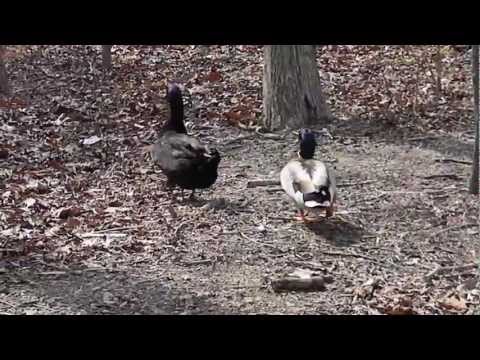 Male Duck Chasing a Female Duck